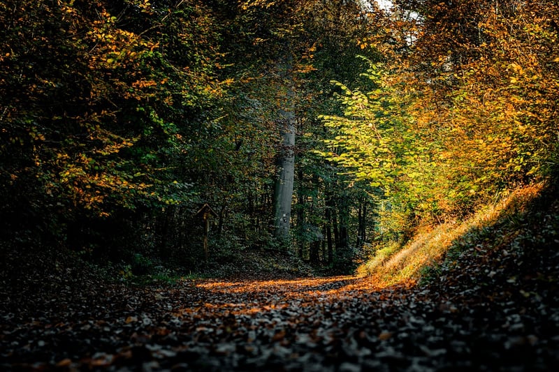 Nature Trail